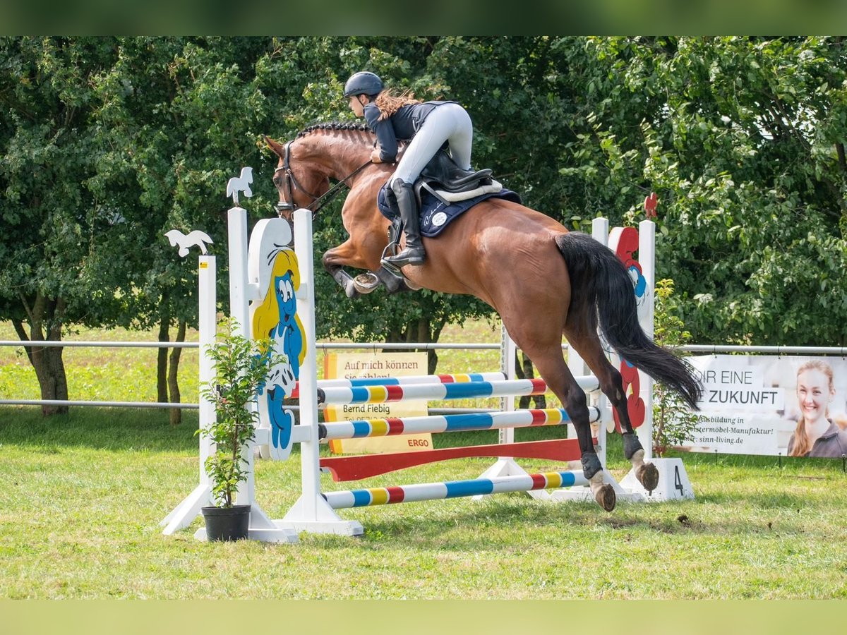 Holstein Mare 9 years 16,3 hh Bay in Petershagen