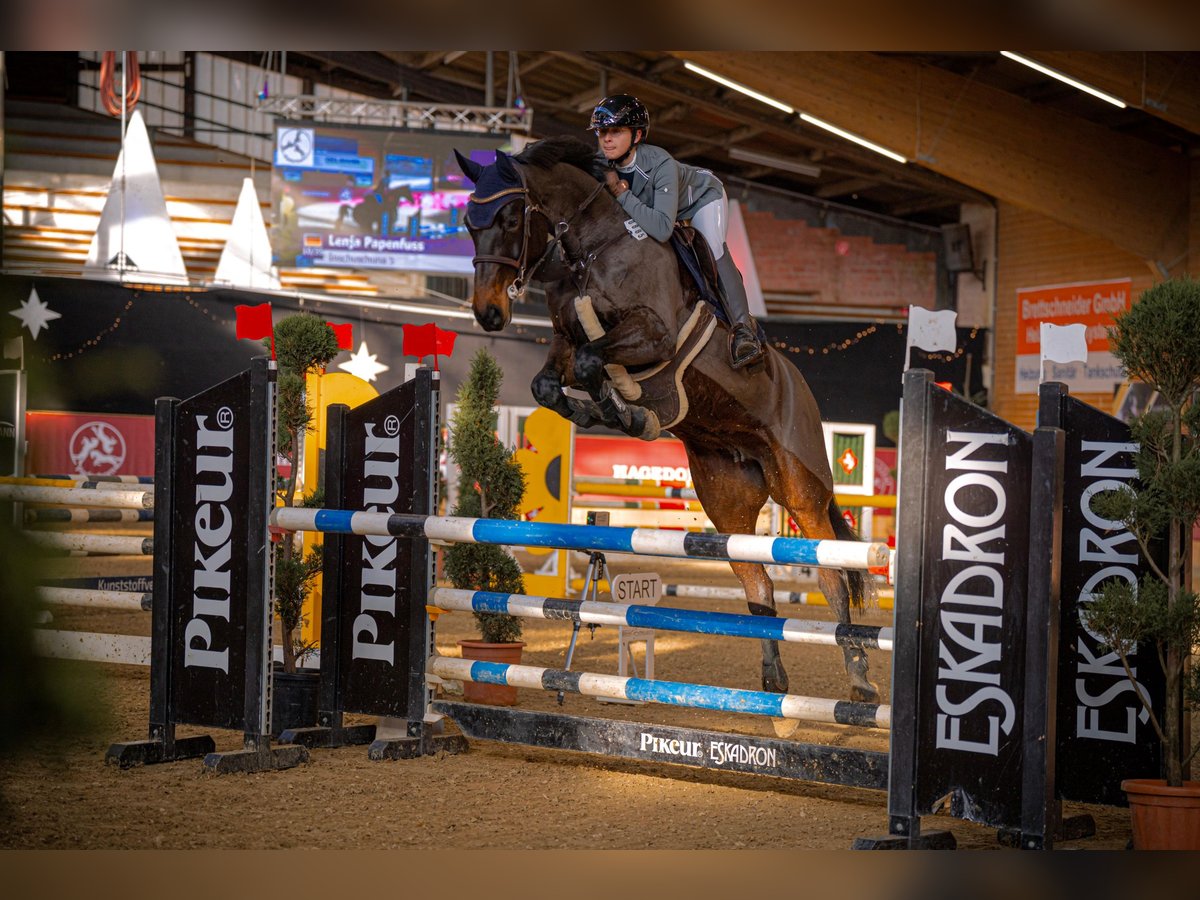 Holstein Mare 9 years 16,3 hh Brown in Ahlen