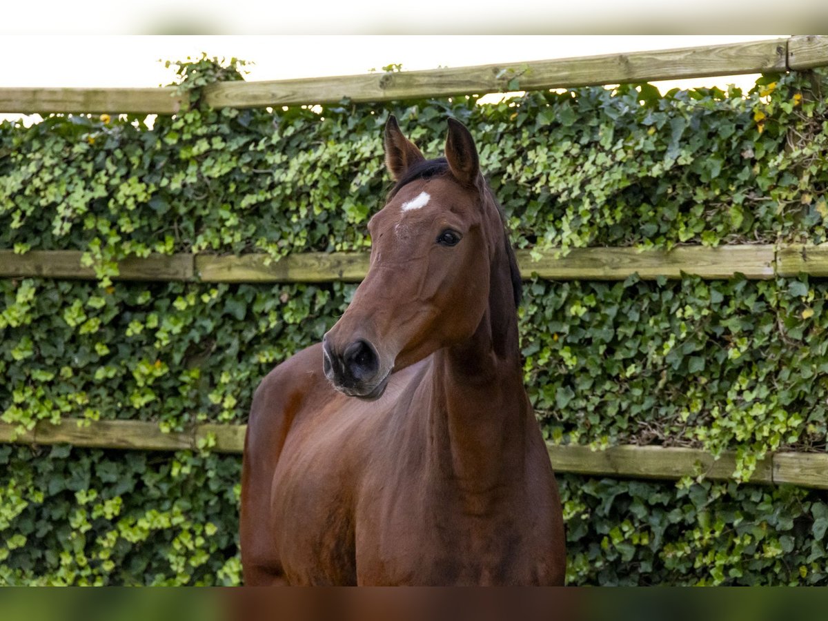 Holstein Mare 9 years 17 hh Bay-Dark in Waddinxveen