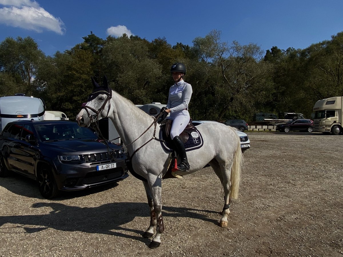 Holstein Mare 9 years 17 hh Gray in Ammersee