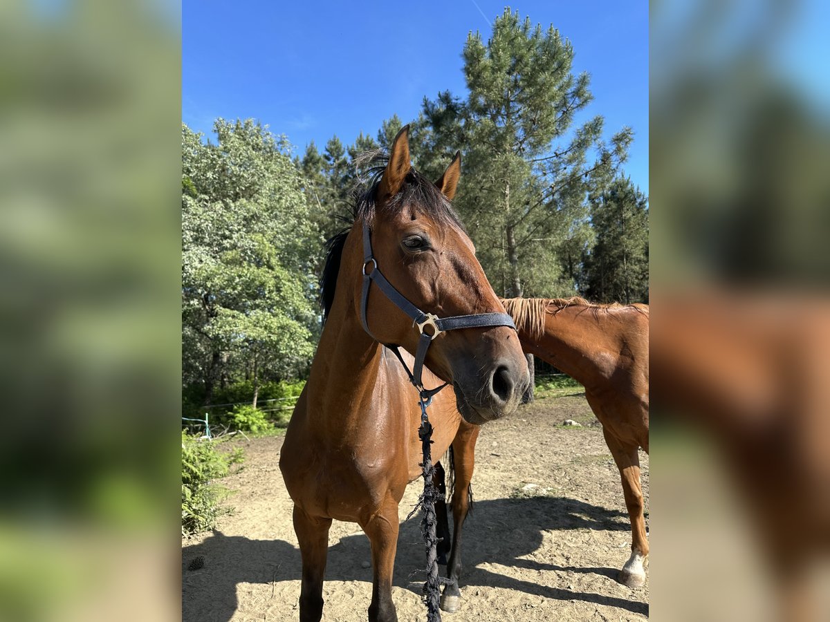 Holstein Mare 9 years Bay-Dark in Ca&#xF1;iza, A (Casco Urbano)