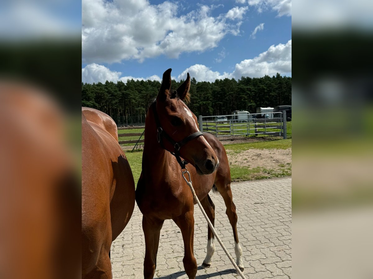 Holstein Mare Foal (04/2024) 16,1 hh Brown in Damm