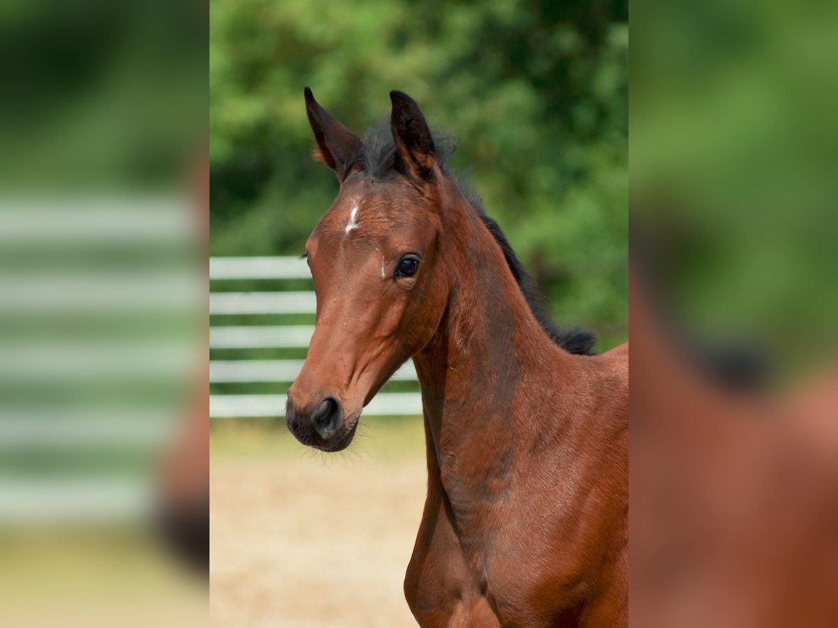 Holstein Mare Foal (05/2024) 16,2 hh Bay-Dark in Basthorst