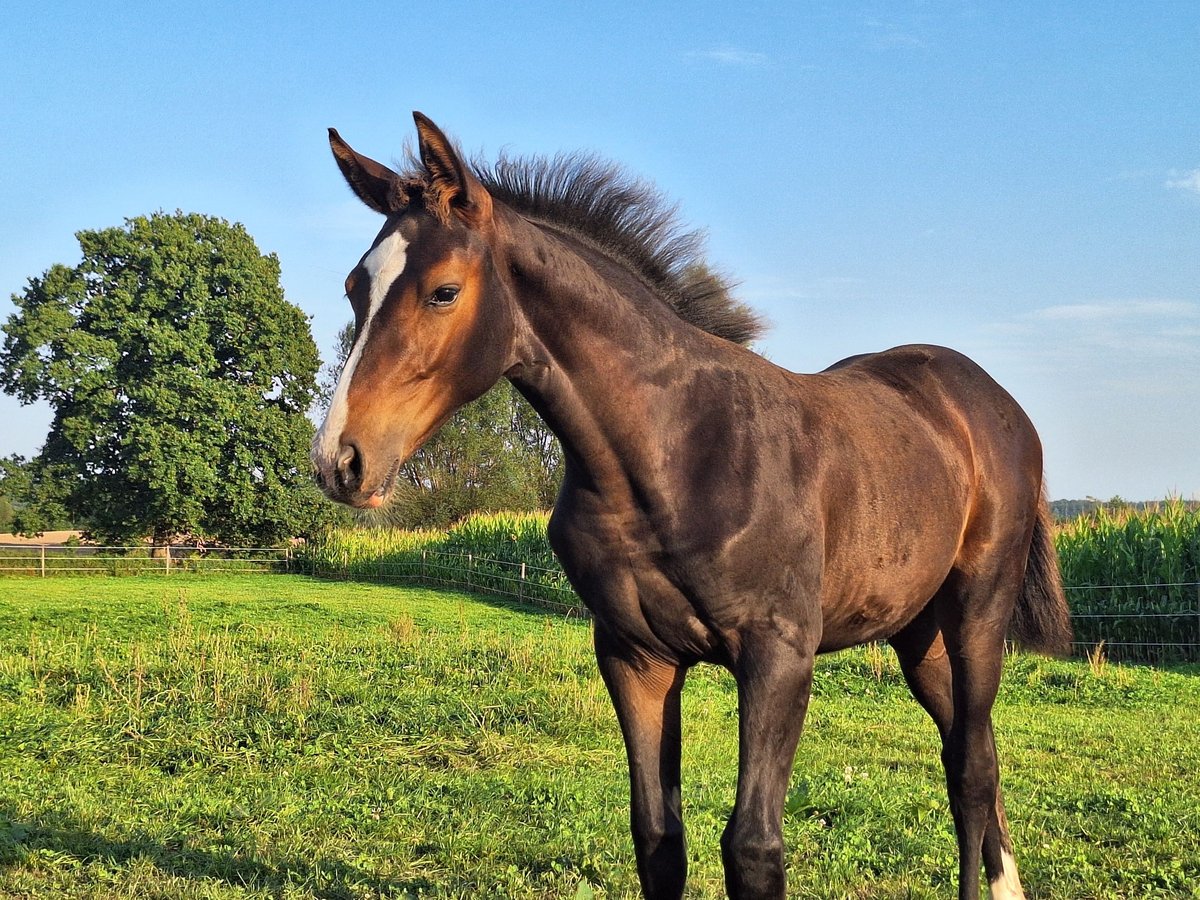 Holstein Mare  16,2 hh Bay-Dark in Langniendorf