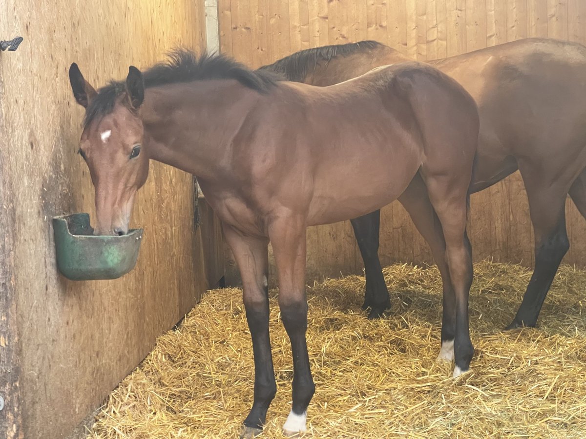 Holstein Mare Foal (04/2023) 16,3 hh Brown in Münsingen