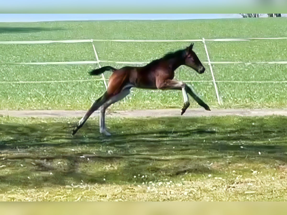 Holstein Mare  16,3 hh Brown in Münsingen