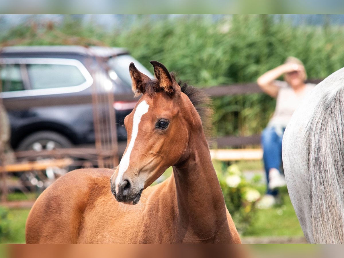 Holstein Mare Foal (05/2025) 16,1 hh Brown in Averlak