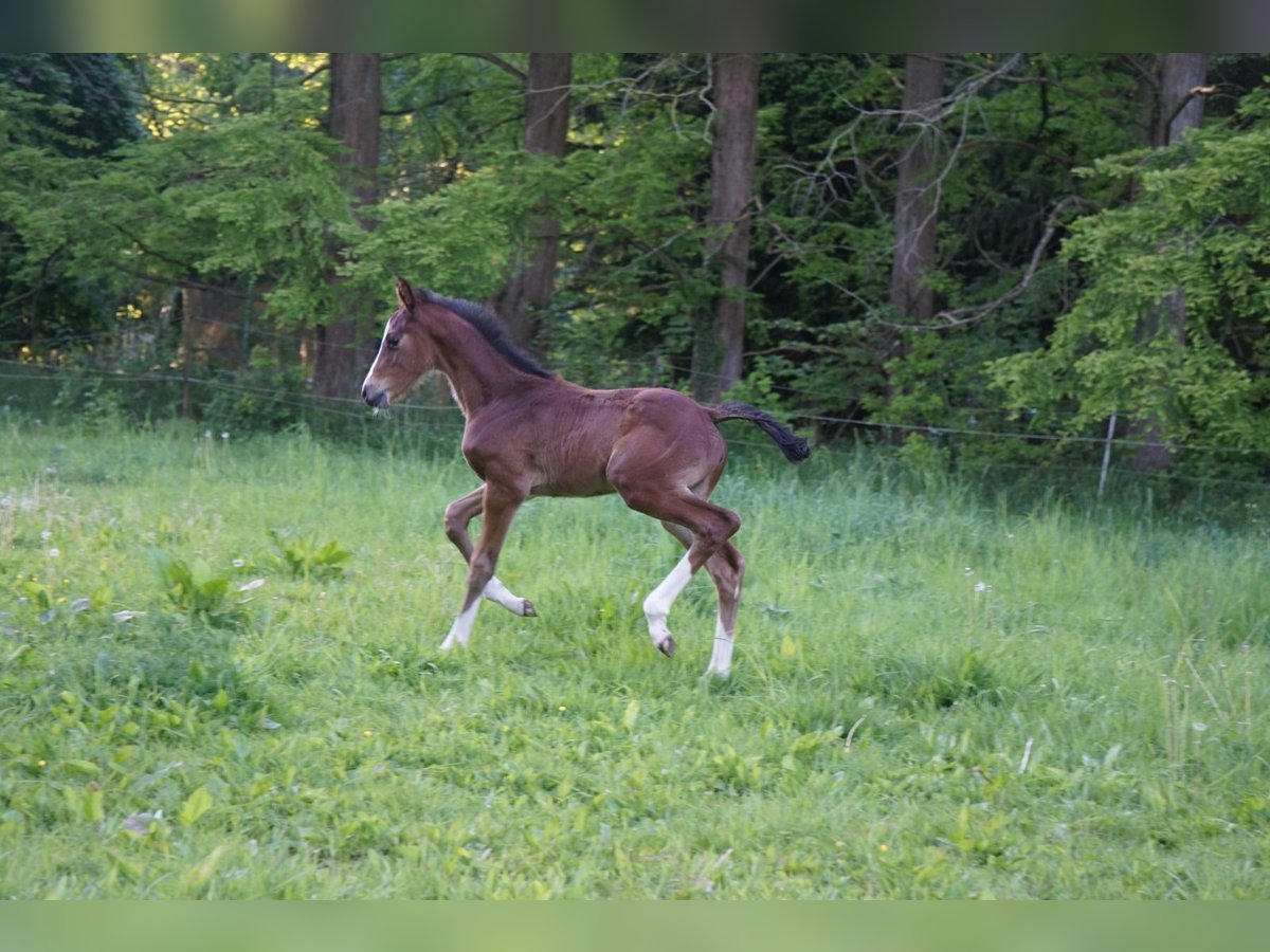 Holstein Mare  16,1 hh Brown in Klein pampau