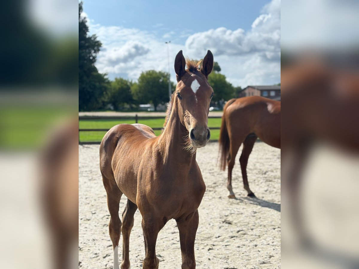 Holstein Mare Foal (05/2025) 16,1 hh Chestnut-Red in W&#xF6;hrden