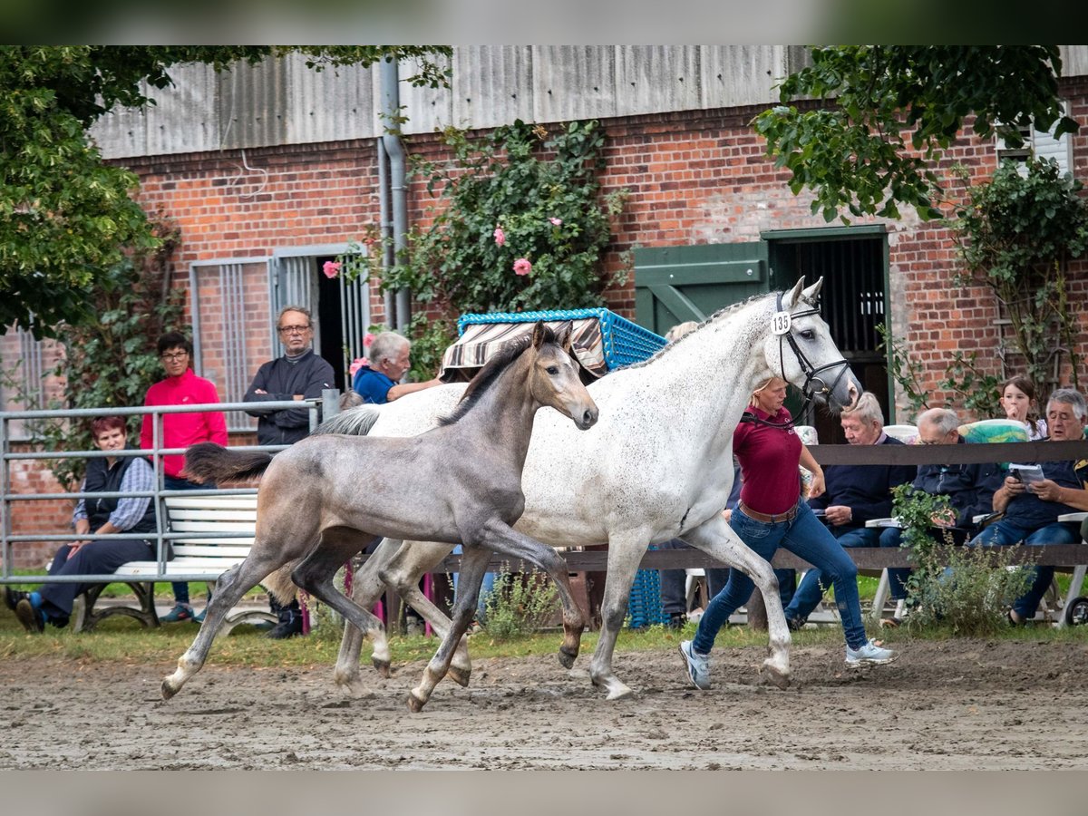 Holstein Mare Foal (03/2025) 16,1 hh Gray in Averlak