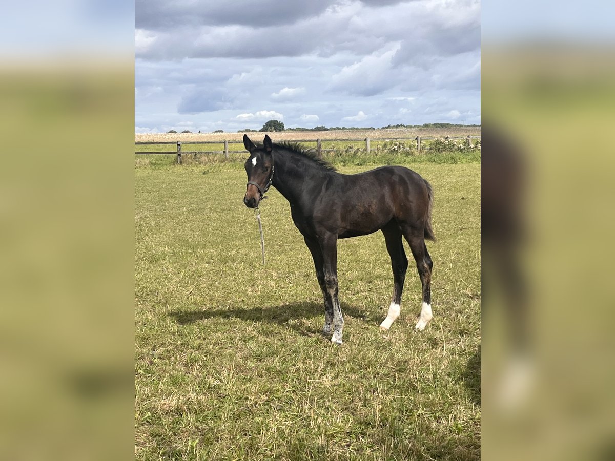 Holstein Mare Foal (06/2025) 16,2 hh Bay-Dark in MallentinStepenitztal