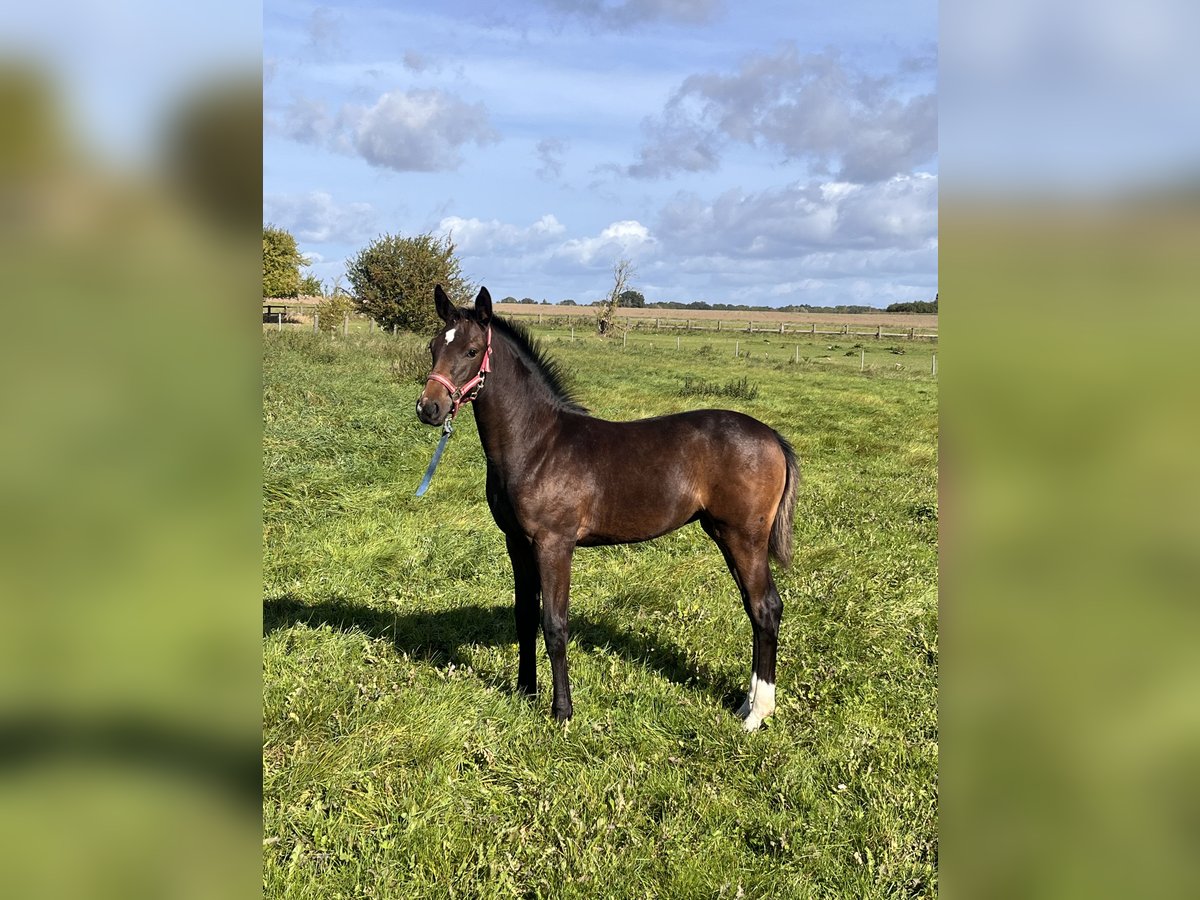 Holstein Mare Foal (06/2025) 16,2 hh Bay-Dark in Stepenitztal