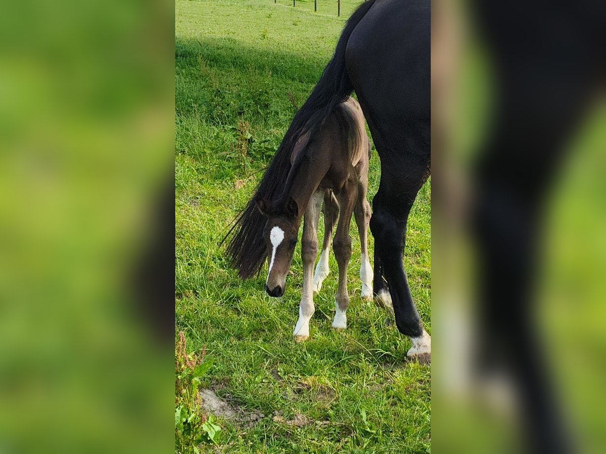 Holstein Mare  16,2 hh Brown in Bastogne