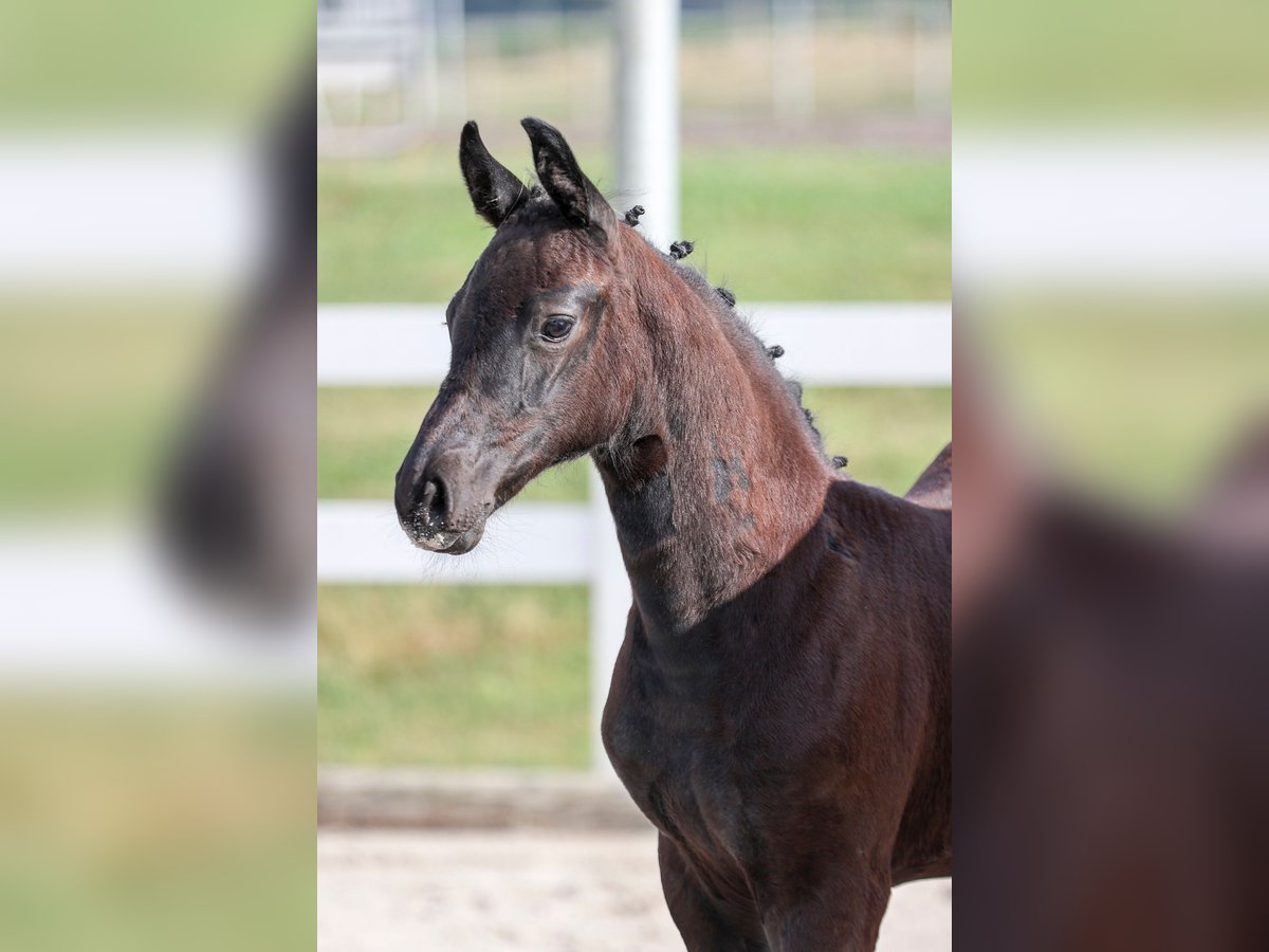 Holstein Mare Foal (05/2025) 16,2 hh Smoky-Black in Neu-Ulm
