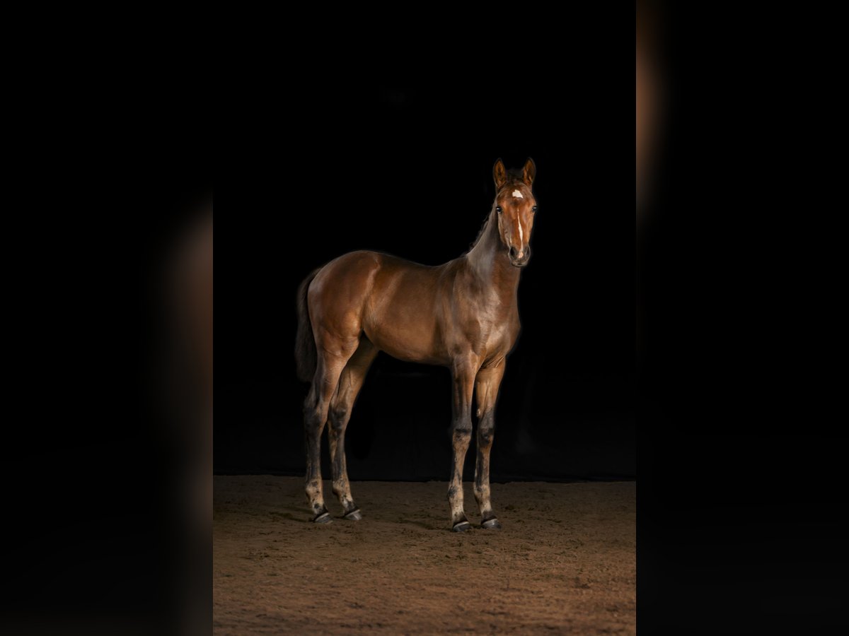 Holstein Mare Foal (05/2025) Bay-Dark in Albersdorf