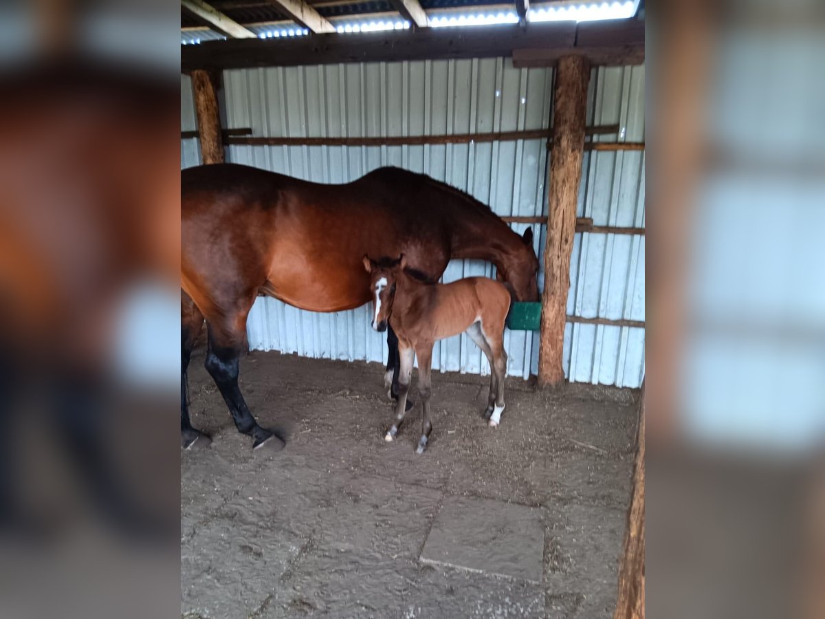 Holstein Mare Foal (06/2024) Bay-Dark in Wagenhoff