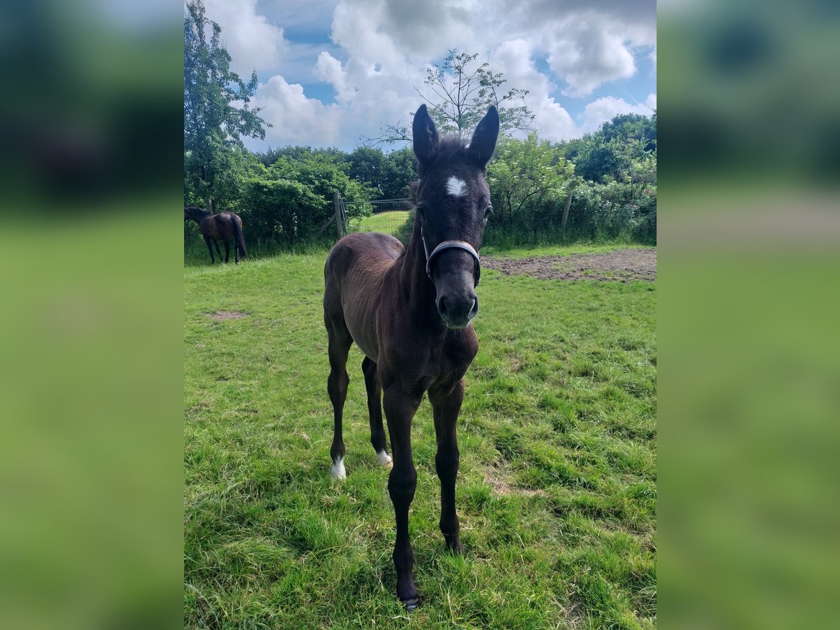 Holstein Mare  Black in Wester-Ohrstedt