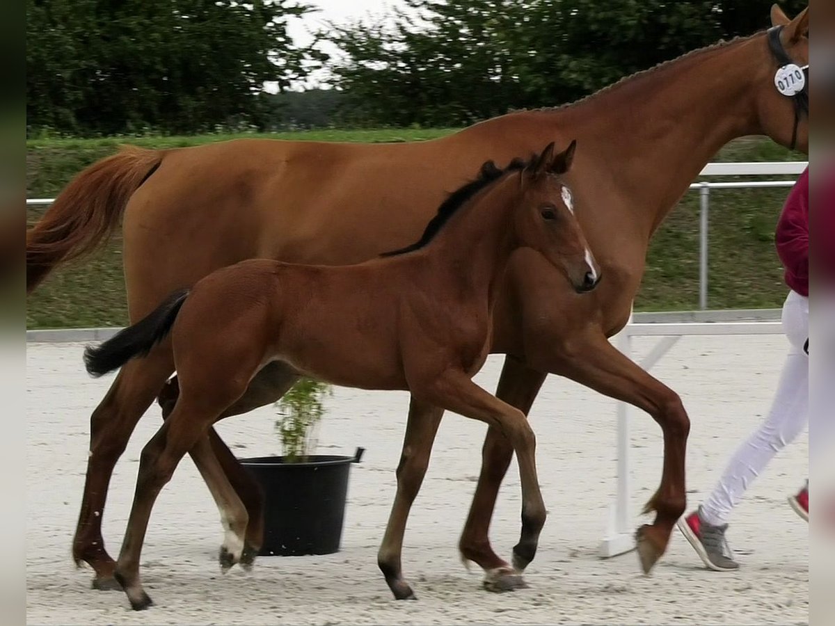 Holstein Mare Foal (06/2025) Brown in Calau