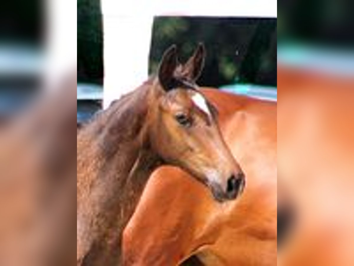 Holstein Mare Foal (03/2025) Brown in Kayhude