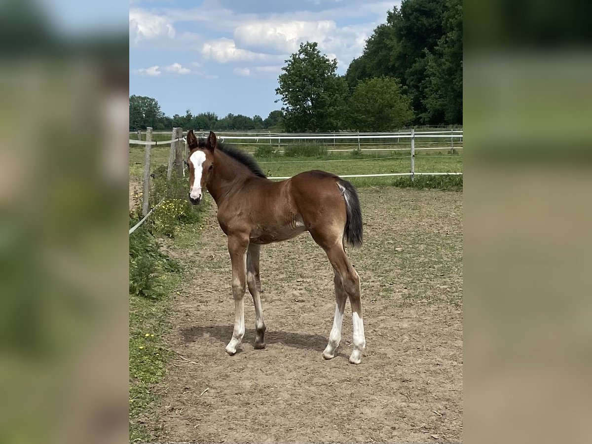 Holstein Mare  Brown in Bocholt