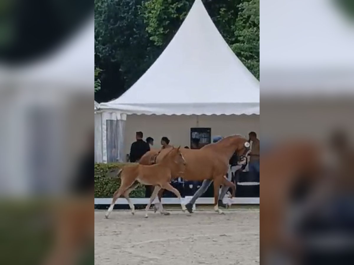 Holstein Mare Foal (05/2024) Brown in Schafflund