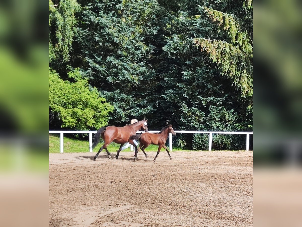 Holstein Mare Foal (04/2025) Brown in Reesdorf
