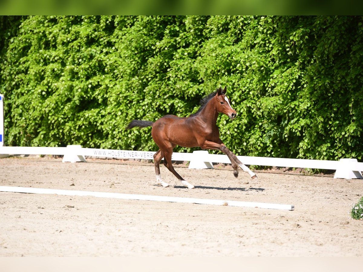 Holstein Mare Foal (02/2024) Brown in Osdorf