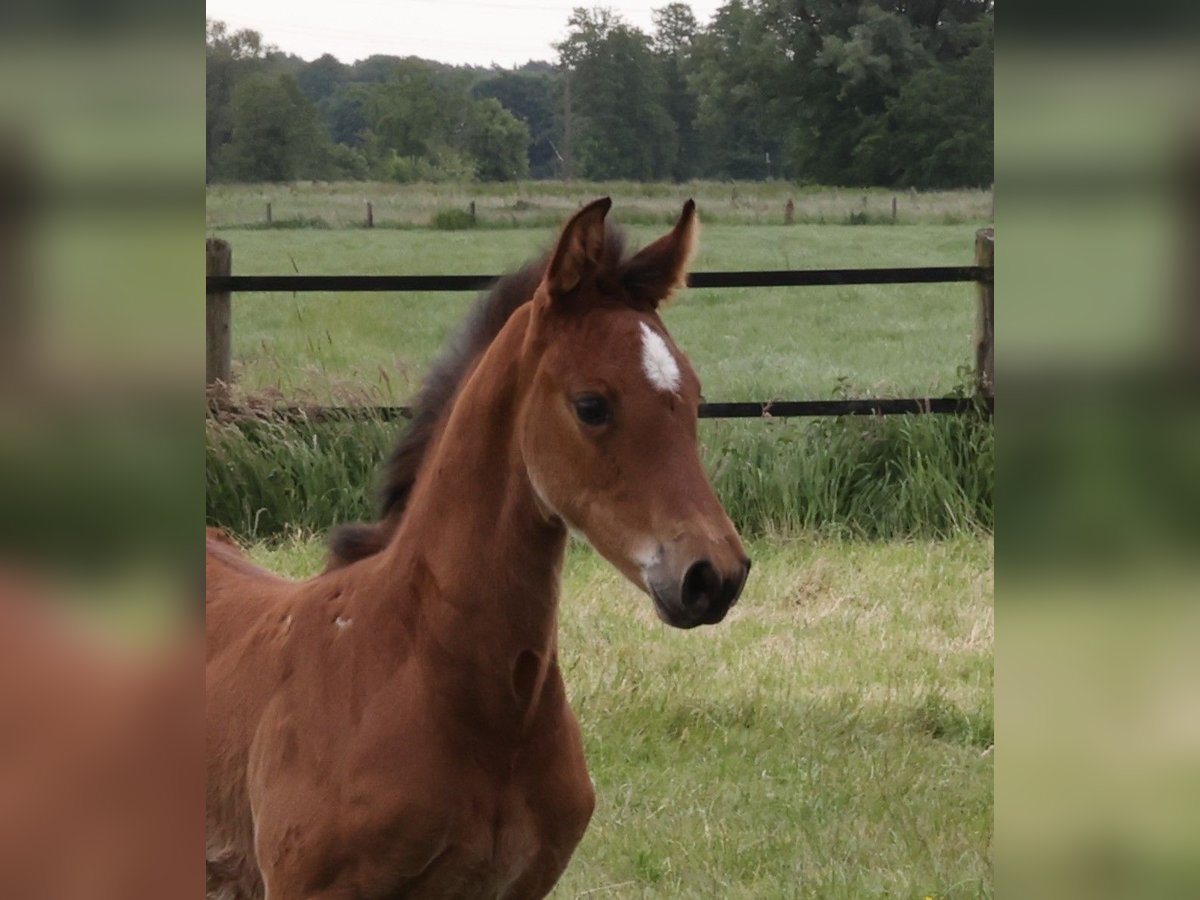 Holstein Mare Foal (04/2025) Brown in Dorsten