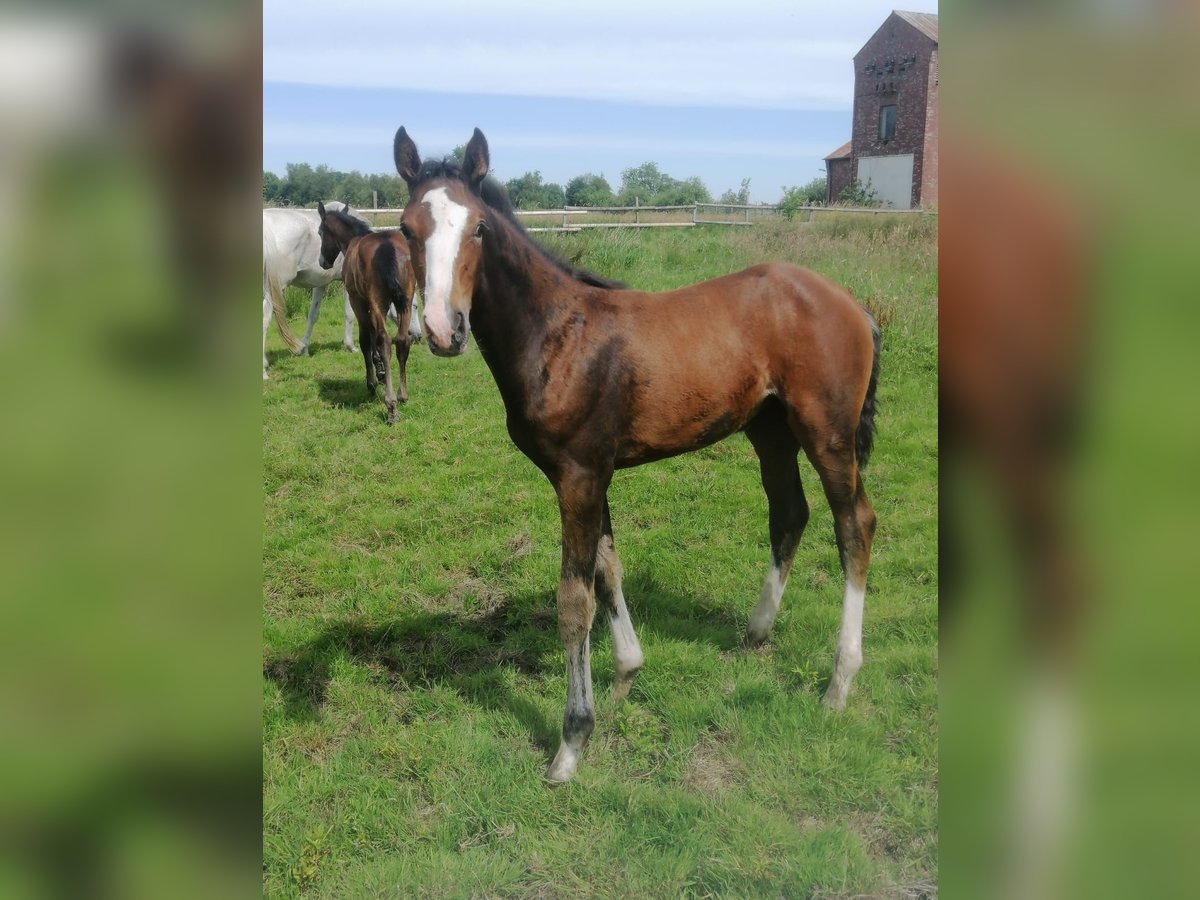 Holstein Mare Foal (03/2024) Brown in Elpersbüttel