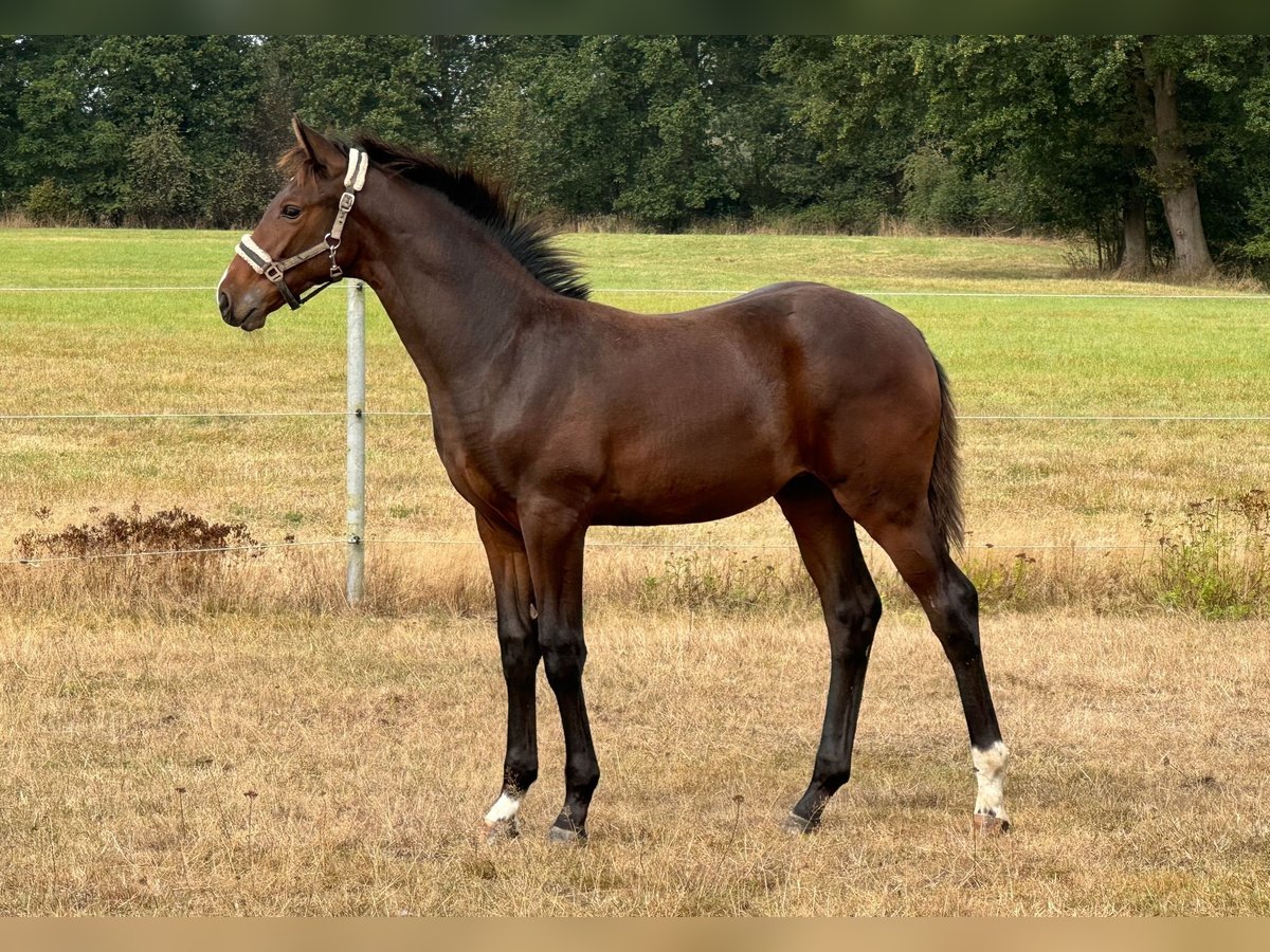 Holstein Mare  Brown in Lüdersburg