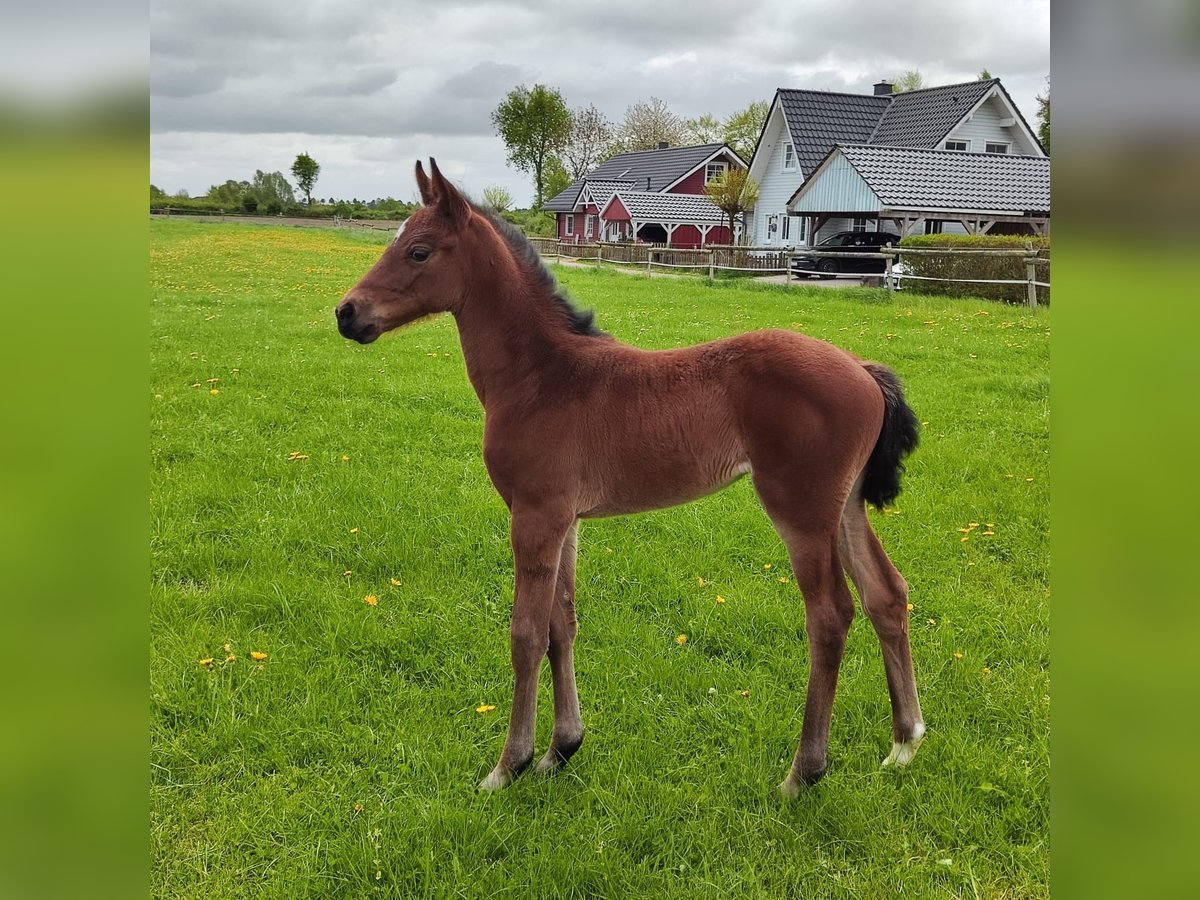 Holstein Mare  Brown in Reesdorf