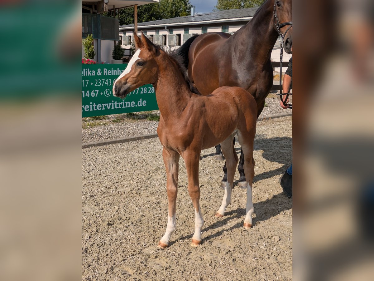 Holstein Mare Foal (01/2025) Brown in Wangels