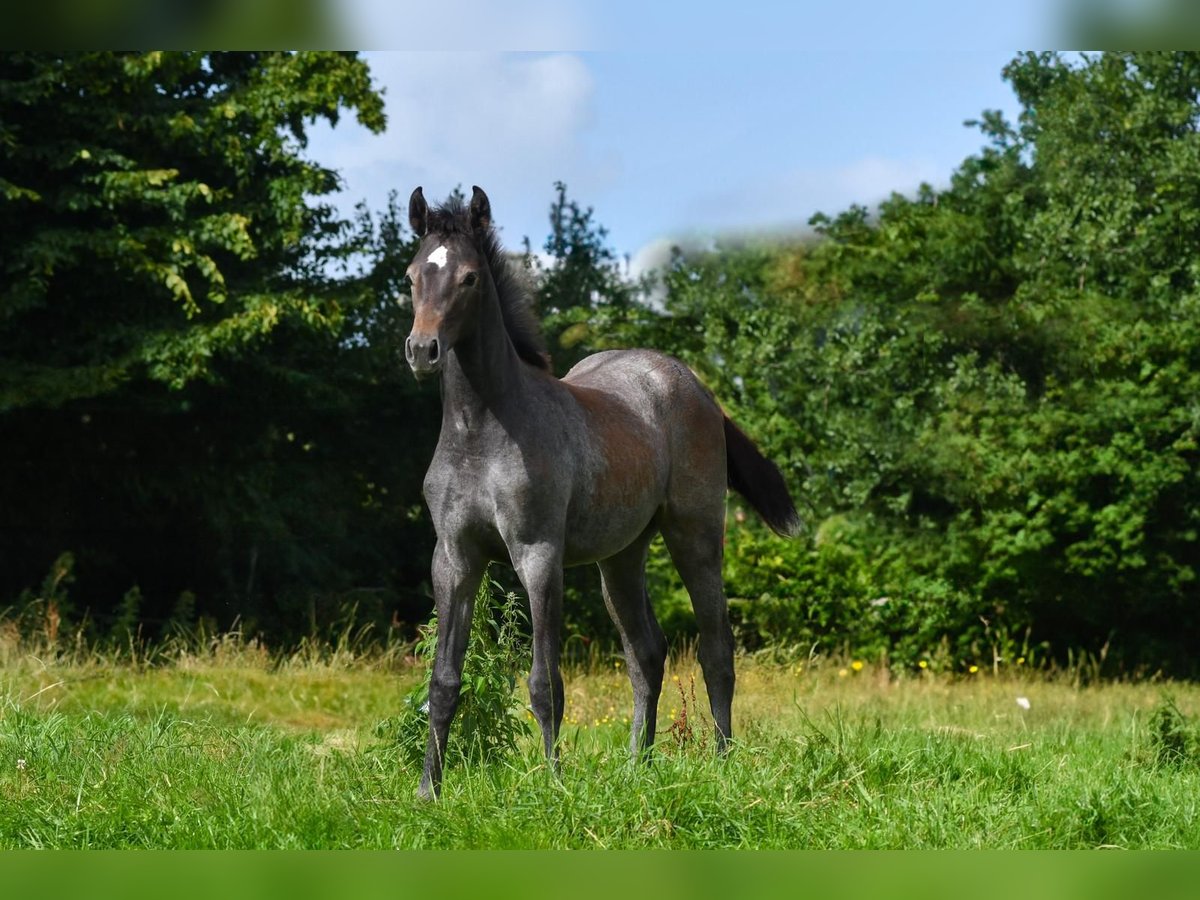 Holstein Mare Foal (04/2025) Can be white in Bunsoh