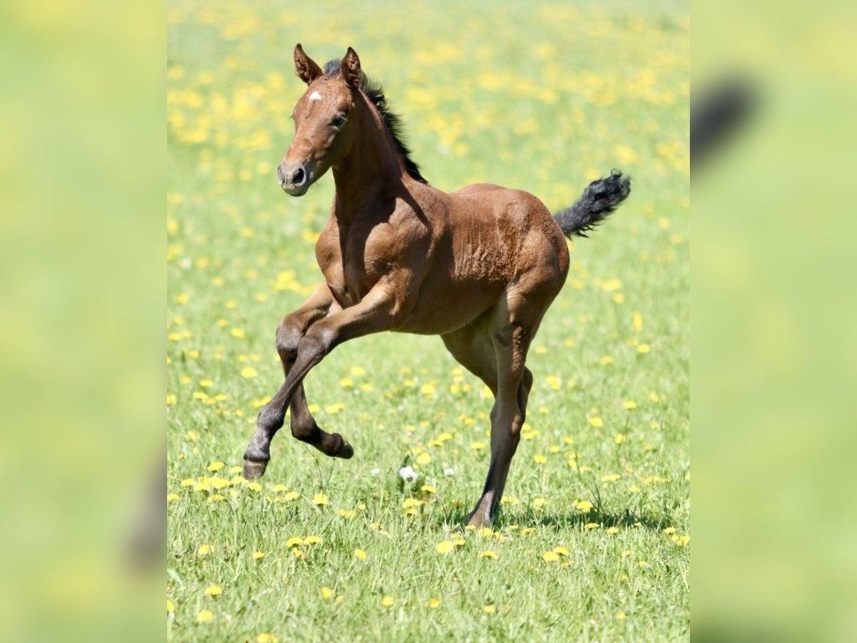 Holstein Mare Foal (04/2025) Can be white in Lauterbach