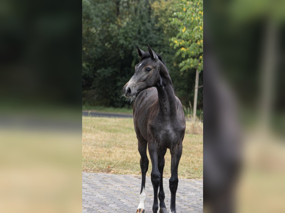 Holstein Mare Foal (01/2025) Can be white in Moringen Holstein Mare Foal (01/2025) Can be white in Moringen