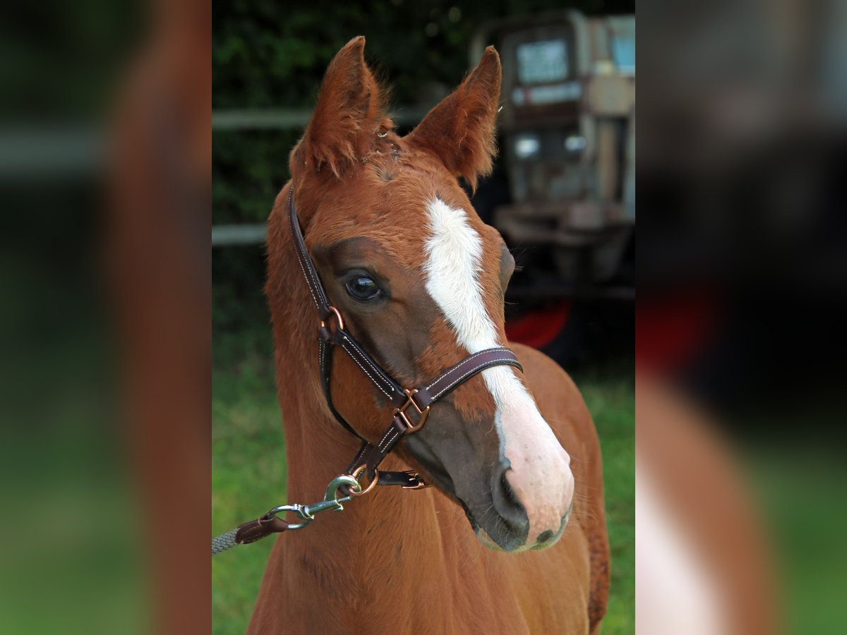 Holstein Mare Foal (05/2025) Chestnut in Hamburg Duvenstedt