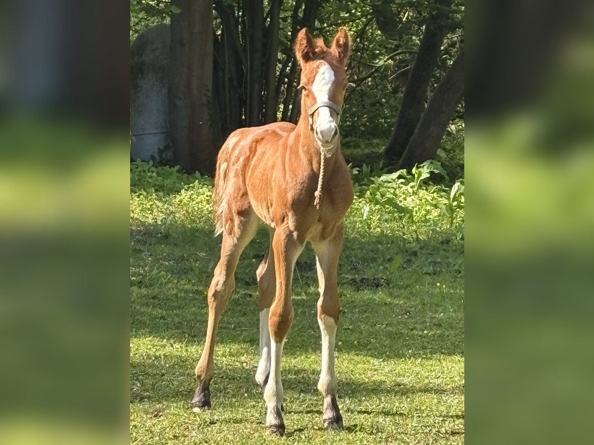 Holstein Mare  Chestnut-Red in Hamburg Duvenstedt