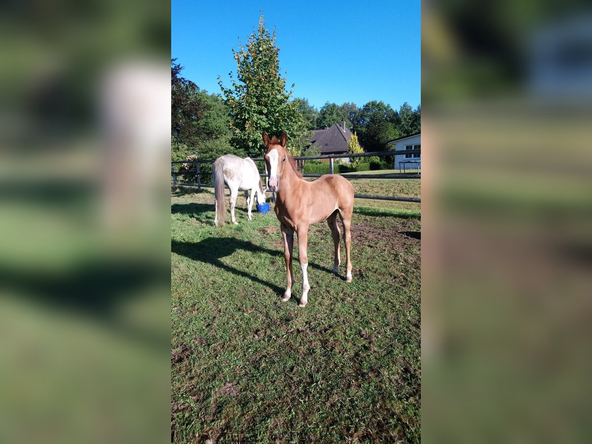 Holstein Mare Foal (07/2025) Chestnut-Red in Appen