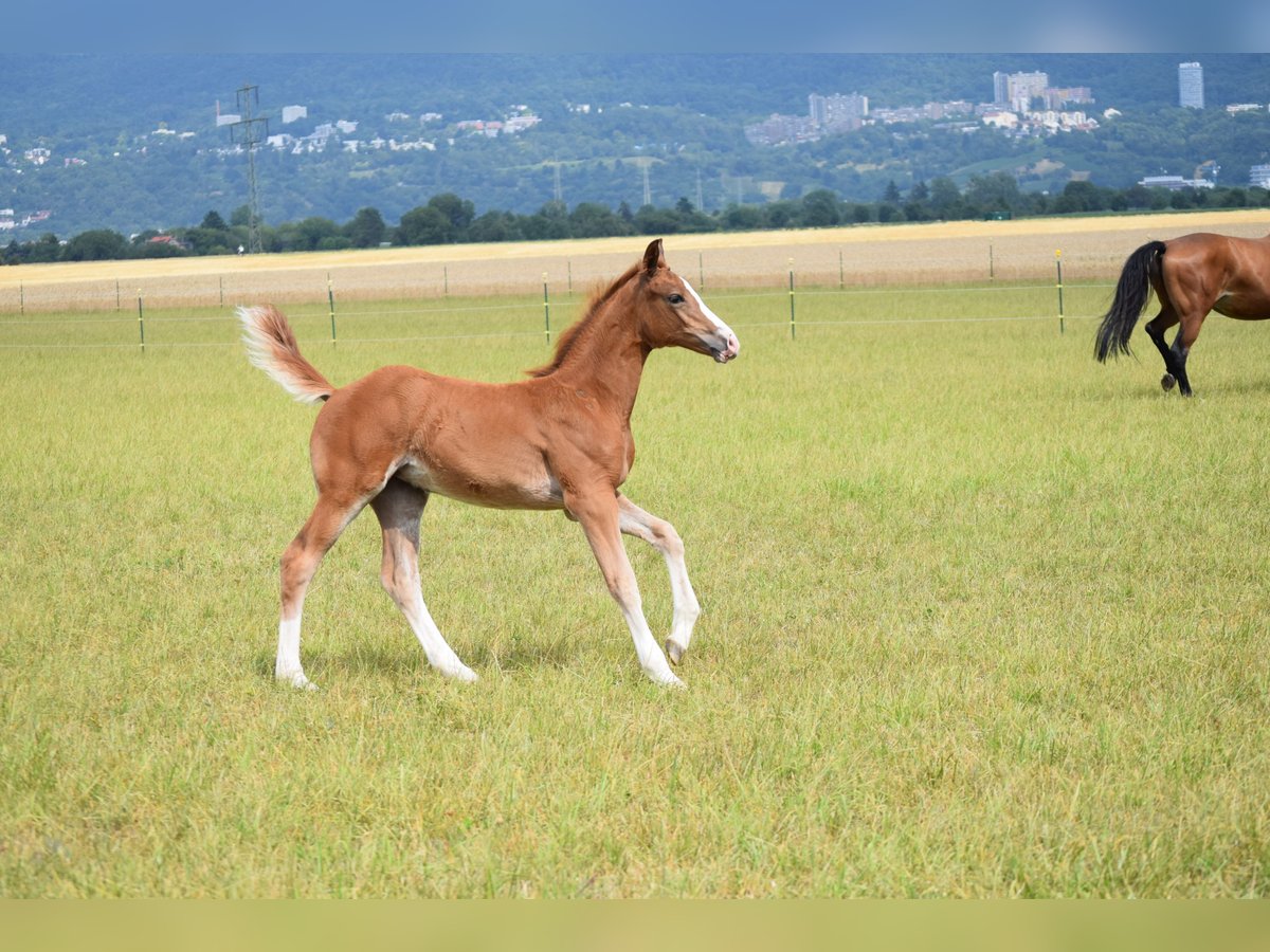 Holstein Mare Foal (06/2025) Chestnut-Red in Sandhausen Holstein Mare Foal (06/2025) Chestnut-Red in Sandhausen