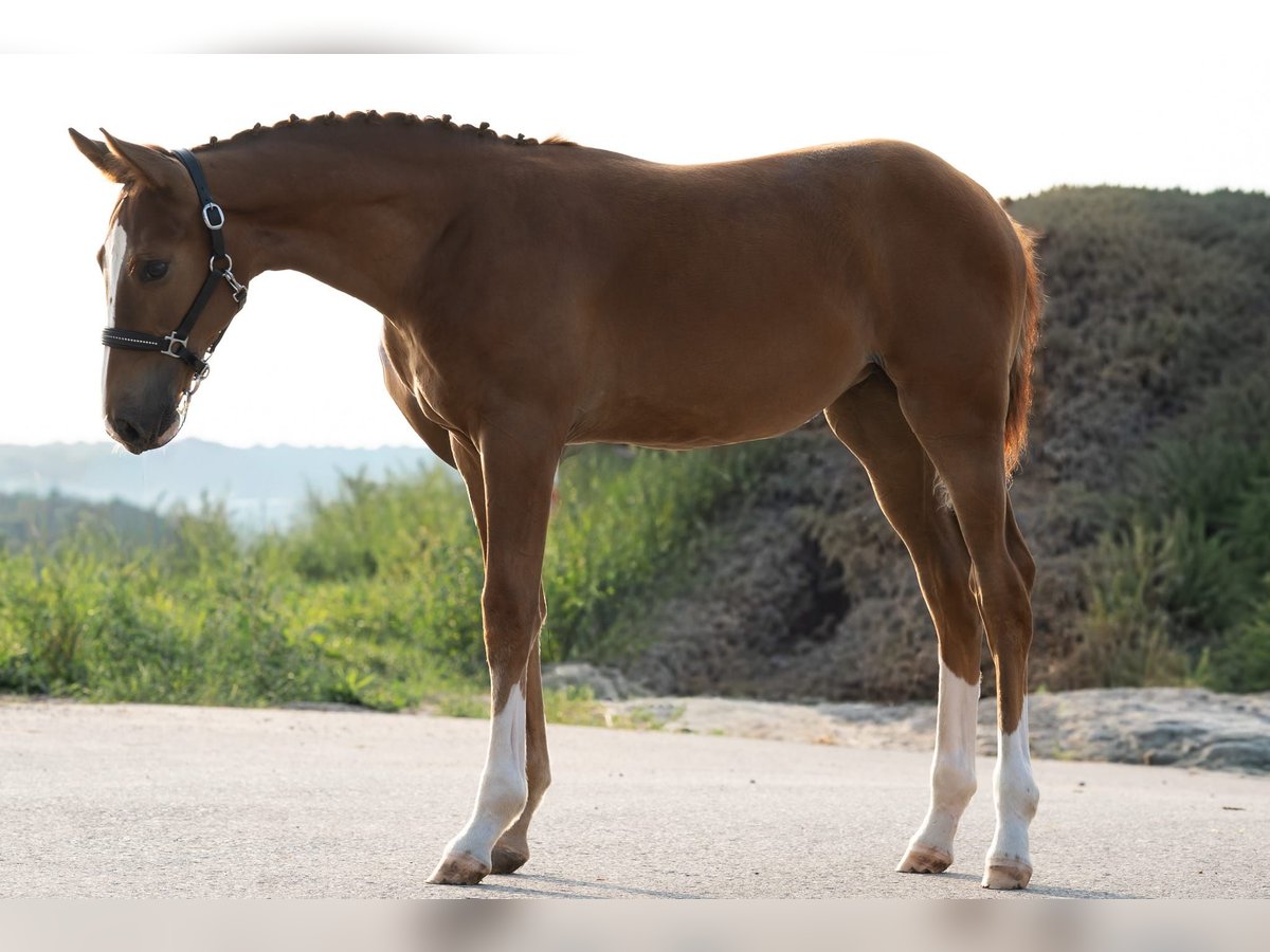 Holstein Mare Foal (04/2025) Chestnut in Bad Rappenau
