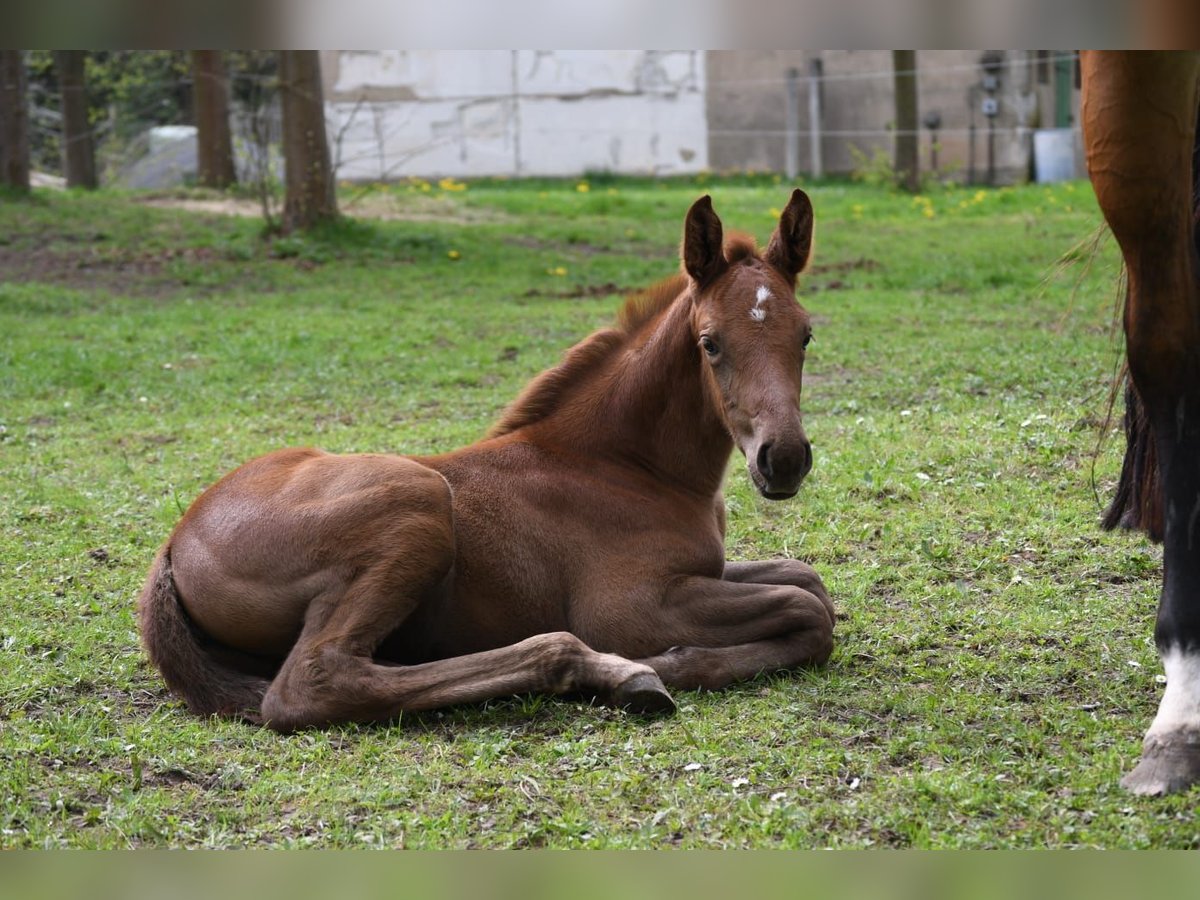 Holstein Mare Foal (04/2024) Chestnut in Datzetal