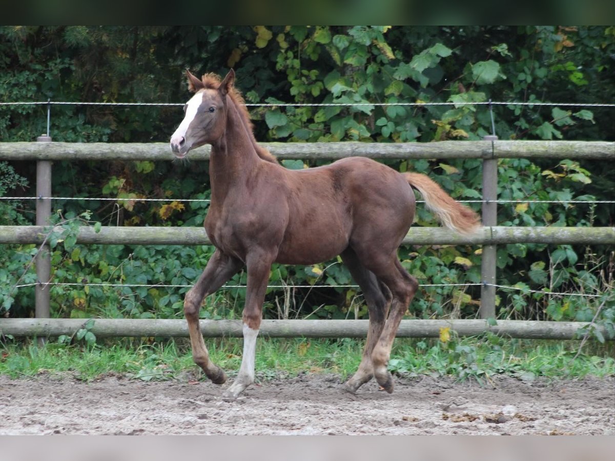 Holstein Mare Foal (07/2025) Chestnut in Appen
