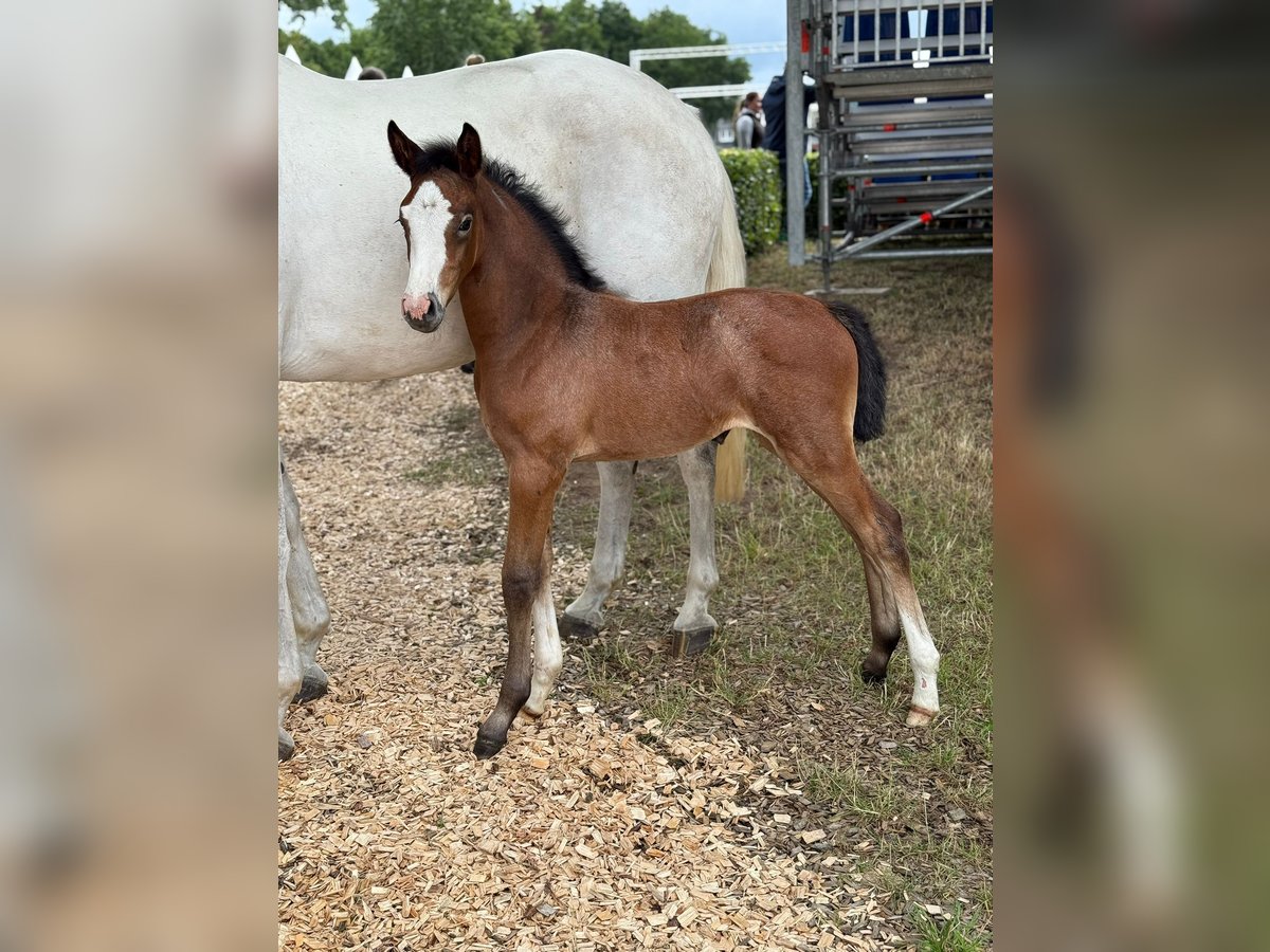Holstein Mare Foal (06/2025) Gray-Dapple in Jardelund