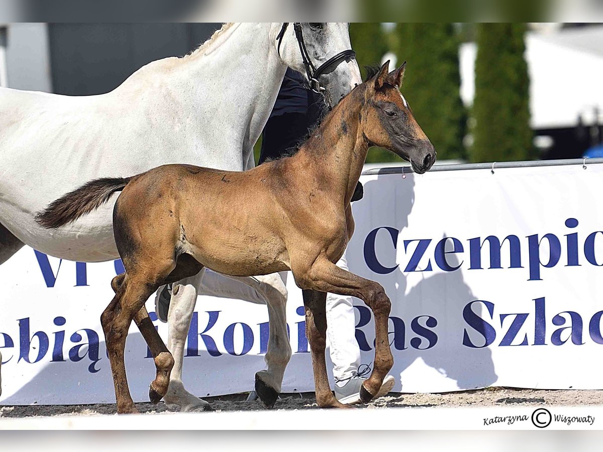 Holstein Mare Foal (06/2025) Grey in Gorlice