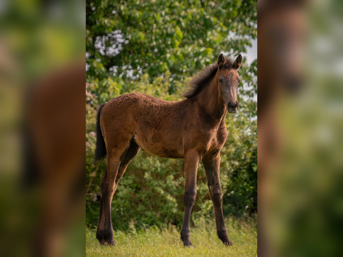 Holstein Mare Foal (03/2025) Grey in Duvensew