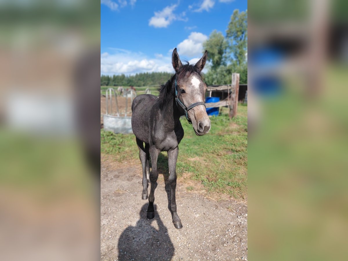 Holstein Mare Foal (04/2025) Grey in Lindewitt