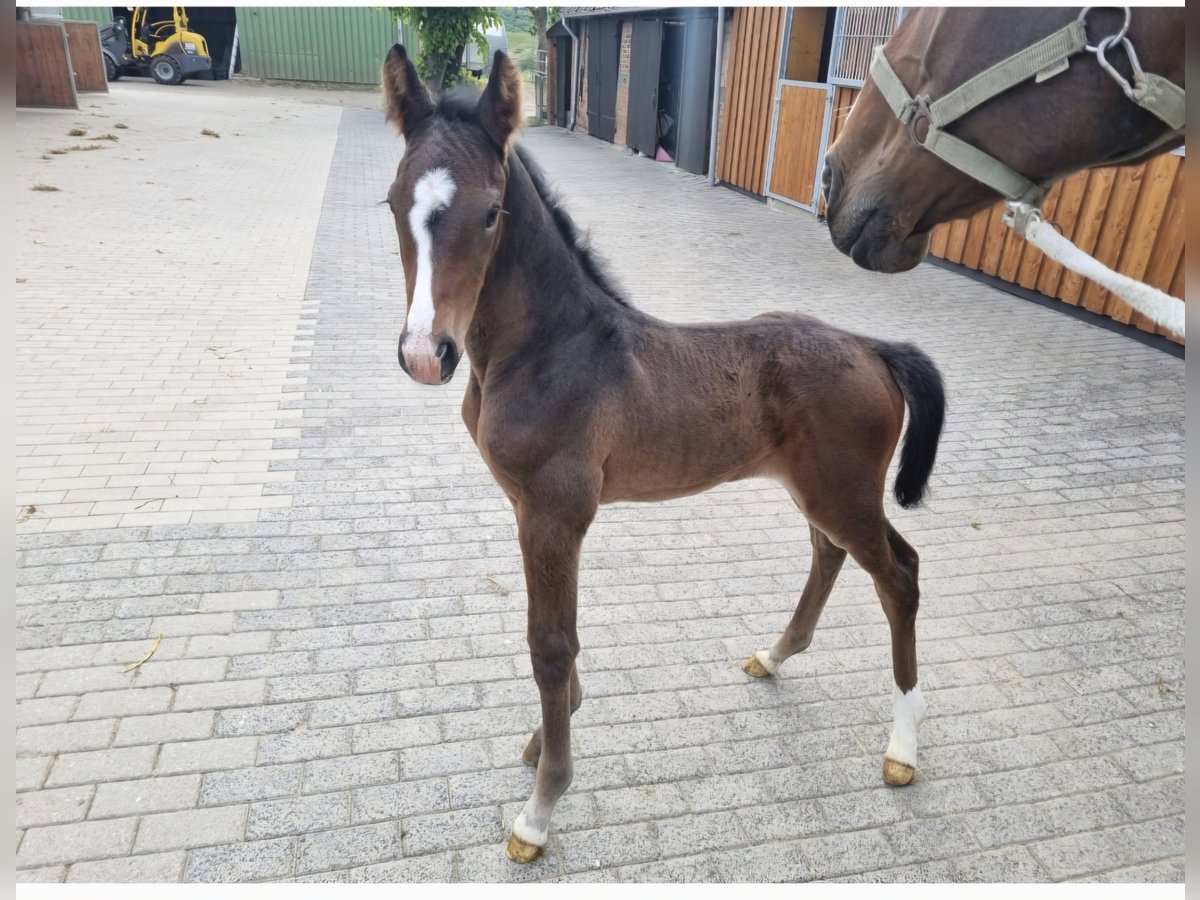 Holstein Mare Foal (05/2025) in Malente