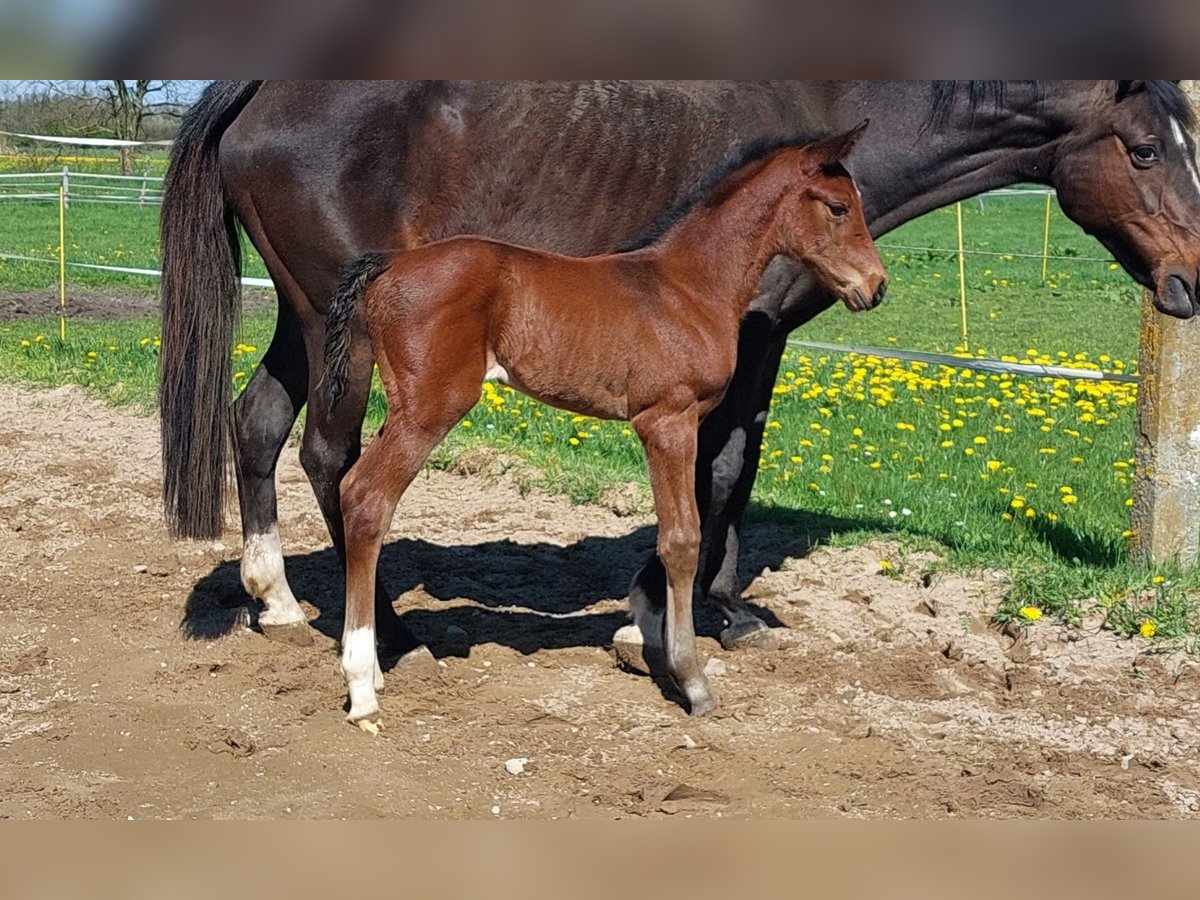 Holstein Mare Foal (04/2025) in Vi&#xF6;l