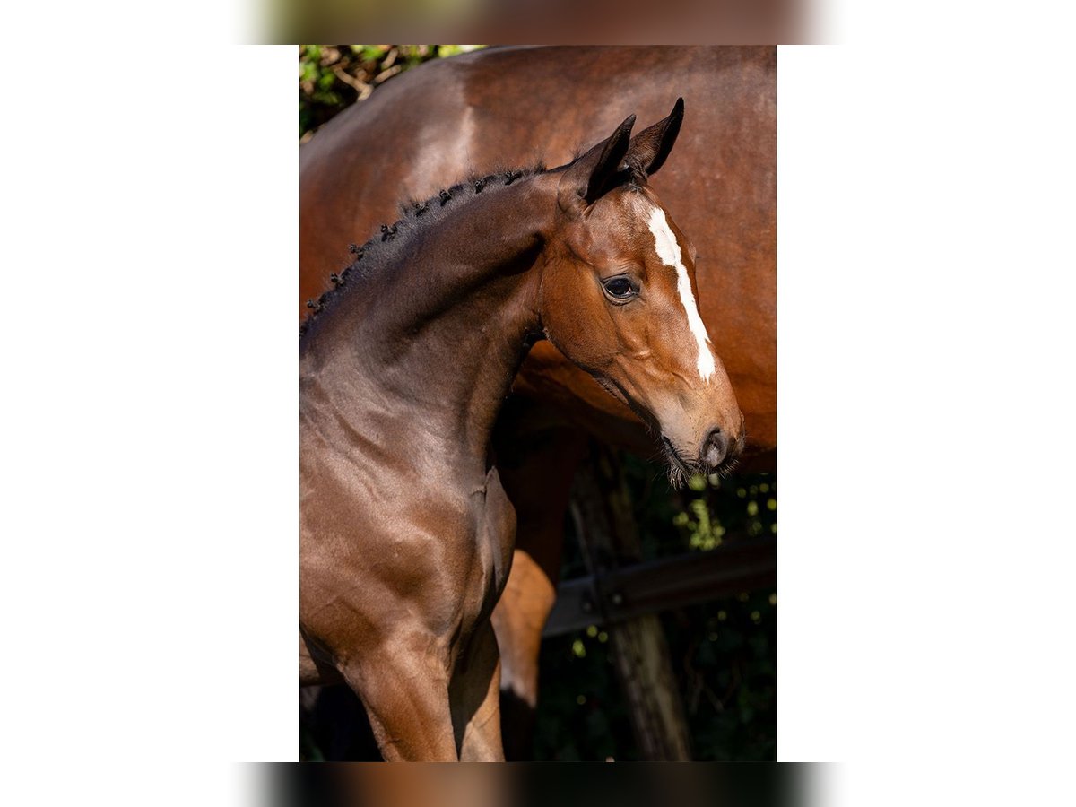 Holstein Mare Foal (04/2025) in Heerde