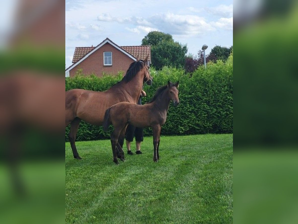 Holstein Mare Foal (05/2025) in Schmilau